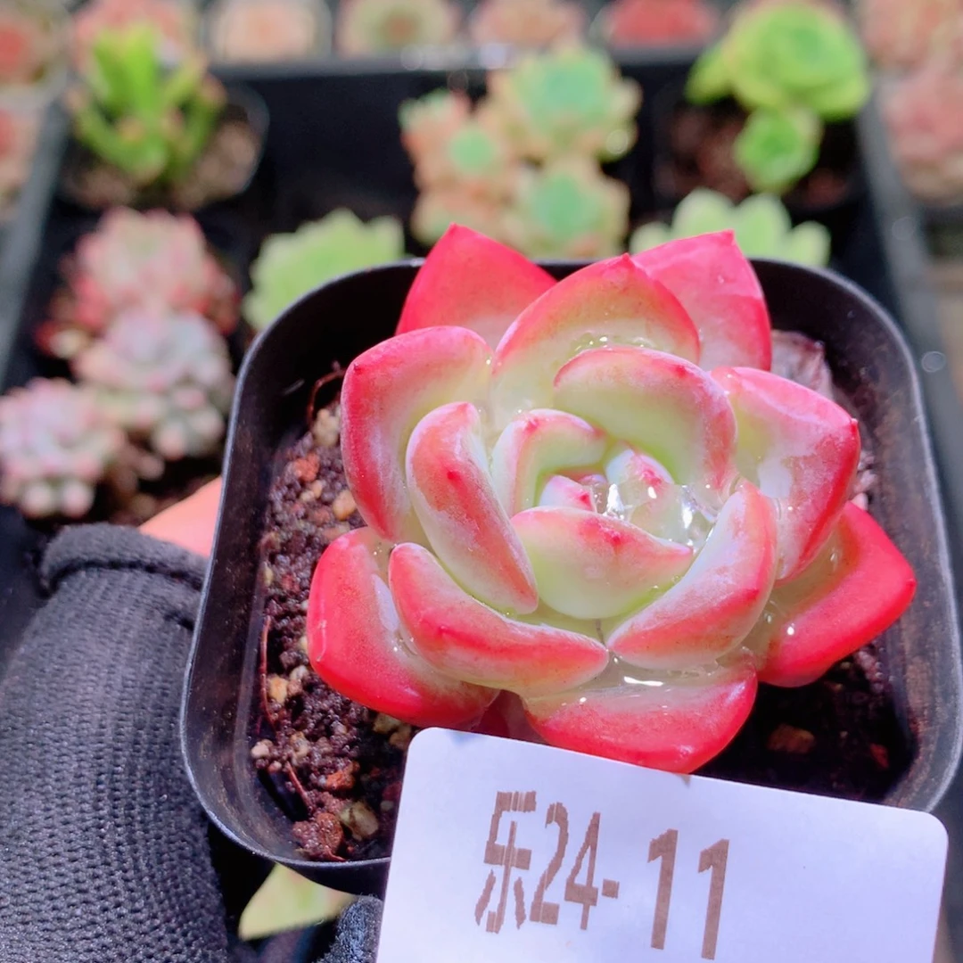 乐然24-11 草莓泡芙