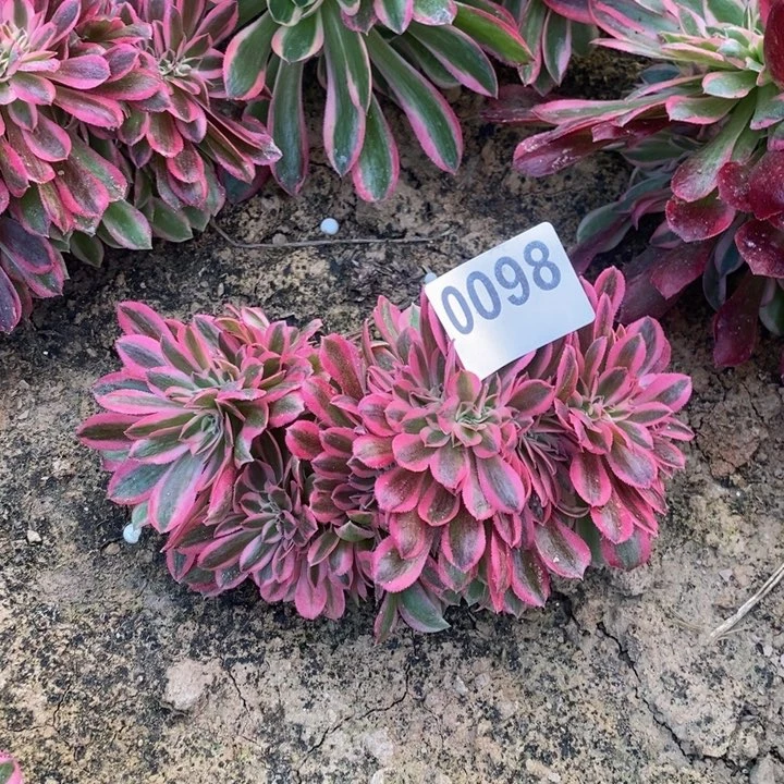 098粉女巫缀划多肉