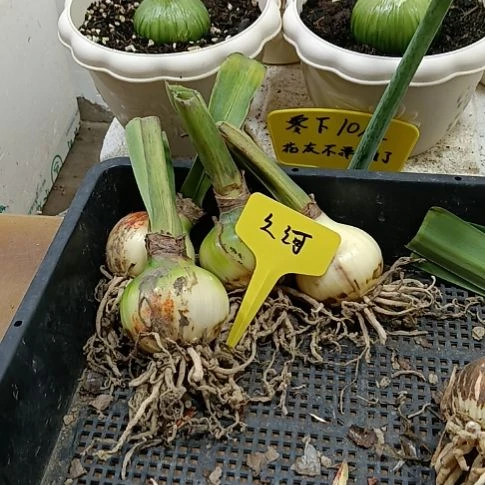 无花朵之河5-6发一个