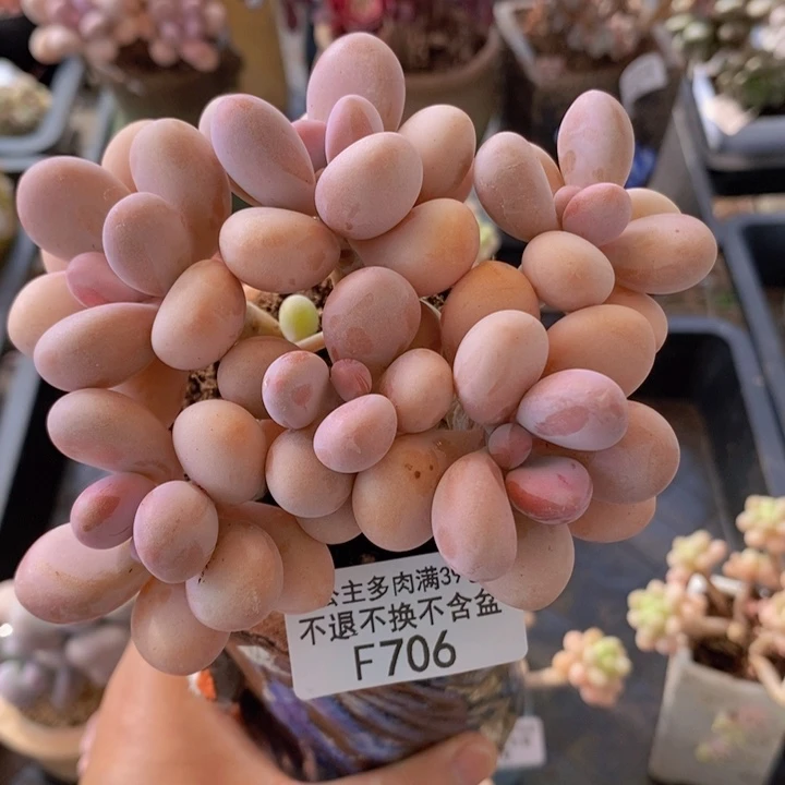 糖果桃蛋老桩11 cm706多肉