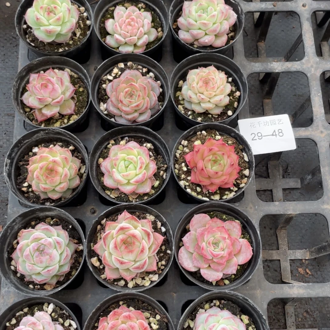 一物一拍18棵29-48