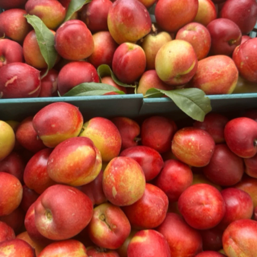 [女硕士推荐]福利桃