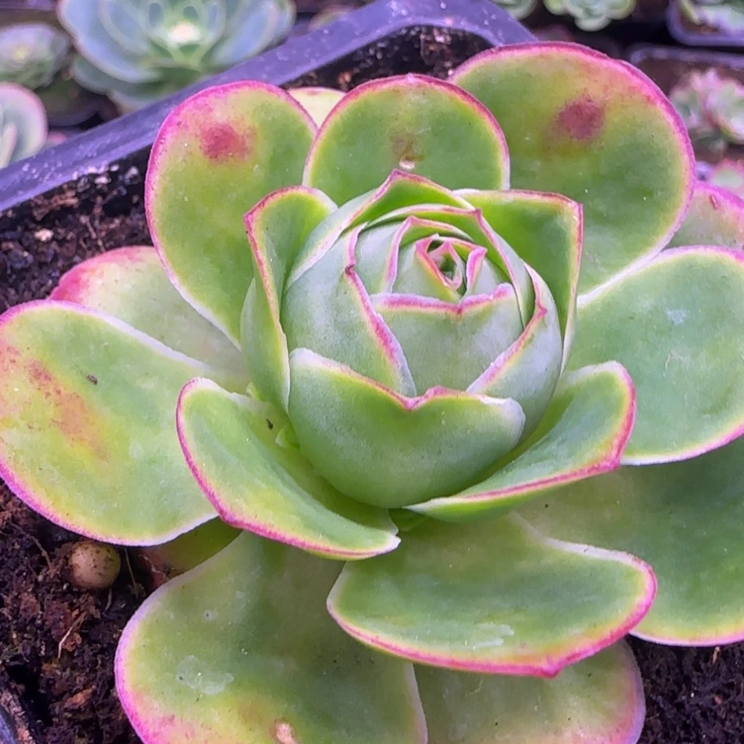 6.5厘米捧花124343767683