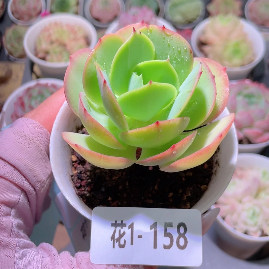 花利美1-158碧桃