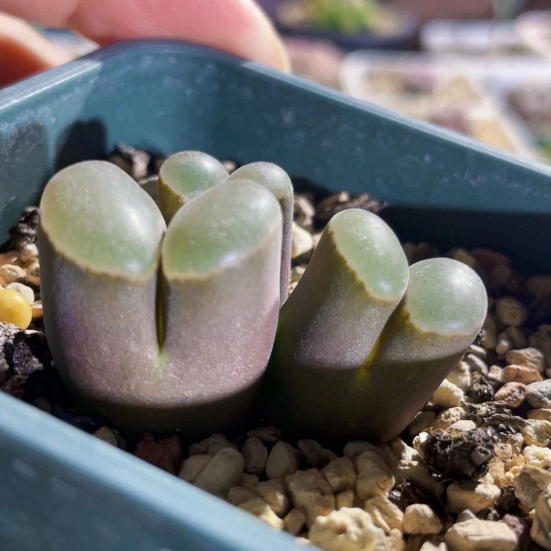 磁铁风铃植物一物一拍