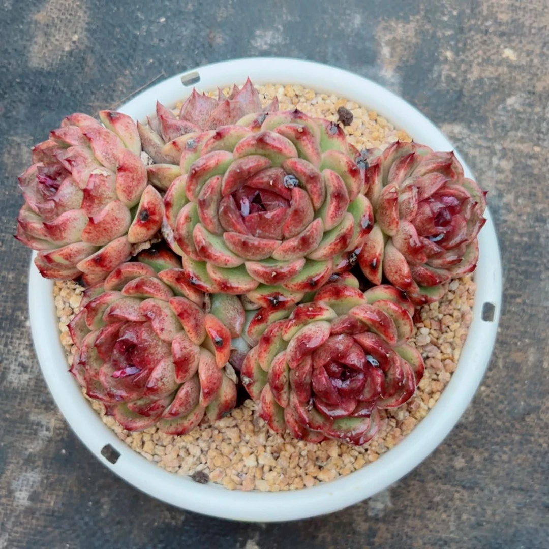 曙***&多肉植物多肉植物