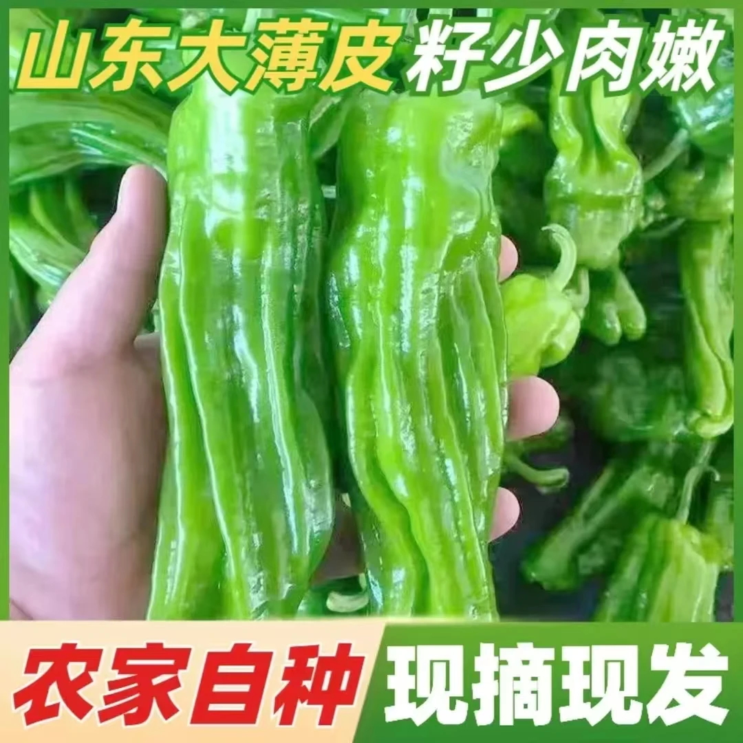 【微辣 净重5斤】新鲜嫩小青辣椒现摘薄皮辣椒新鲜蔬菜农家自种5斤
