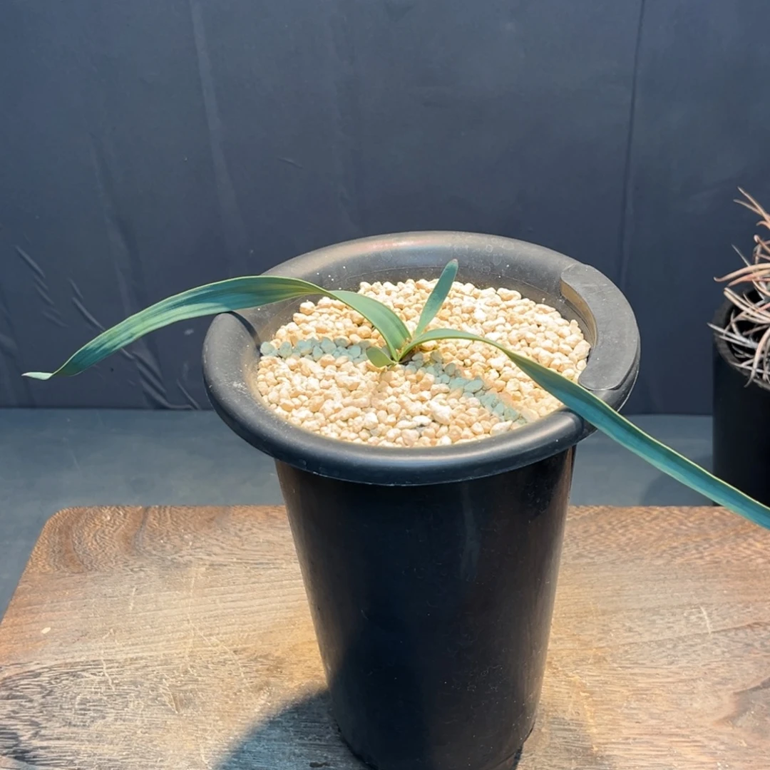 兜****百岁兰Zzzzzzzzzzzzzzzz