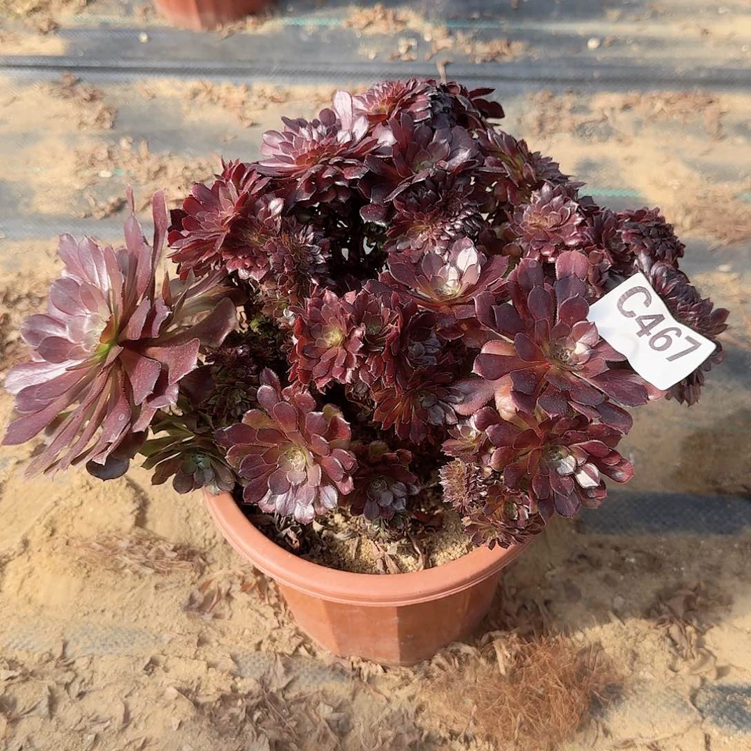 467铜壶朵朵有伤一颗