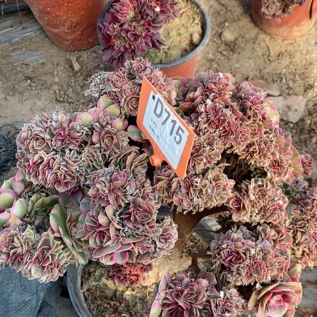 星***愿D715粉女巫干伤，处理