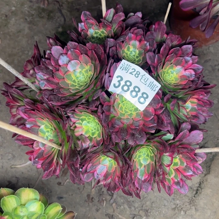 3888朝霞多肉植物