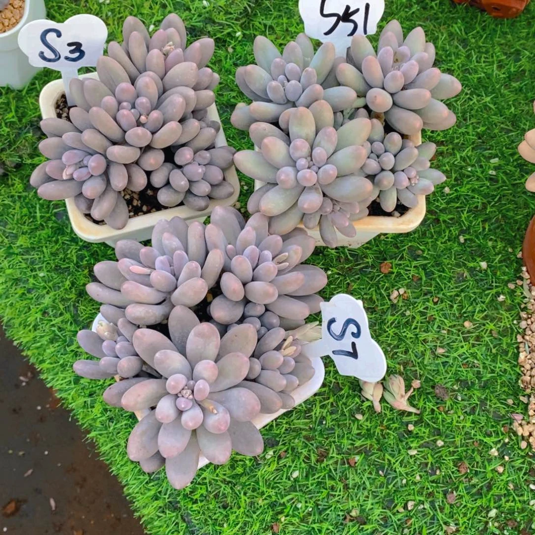米**…汤圆群多肉植物