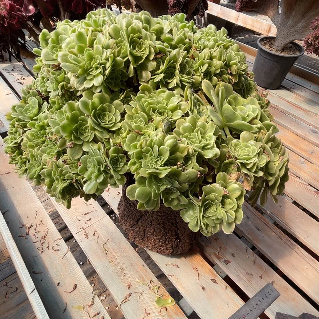 全部花朵绿豆莎缀化