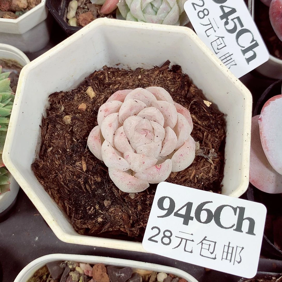 5厘米盆精控多肉946