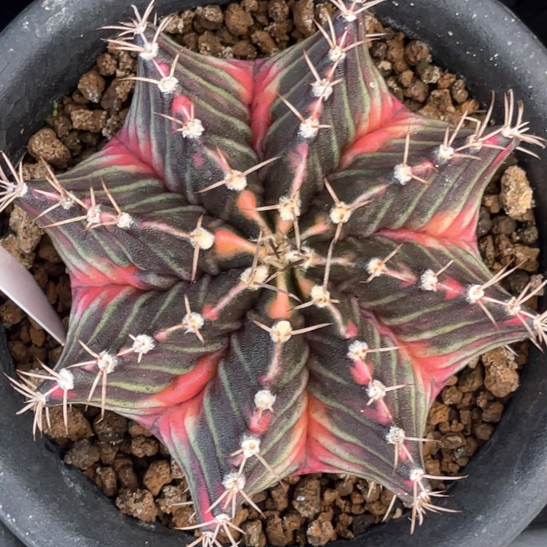 当前无花朵，栽培后可花朵粉臀复棱米哈