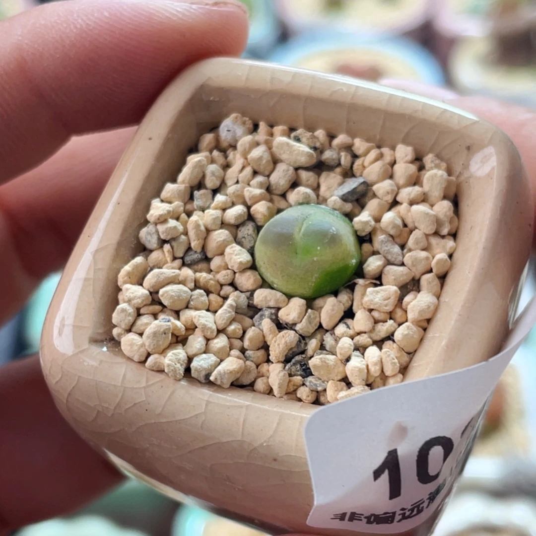 无花朵1080-一物一拍带盆