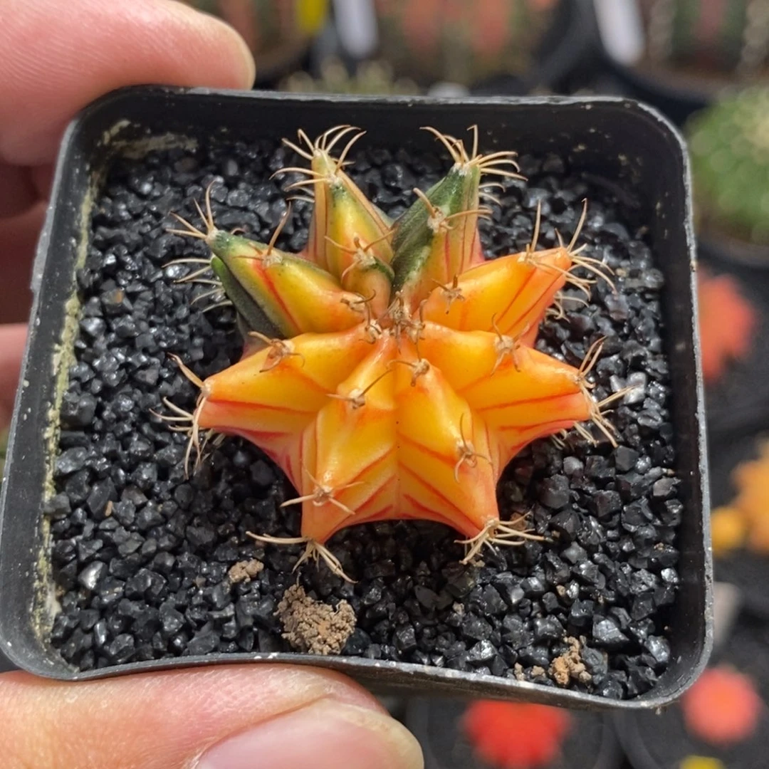 小米哈—脱土发货39