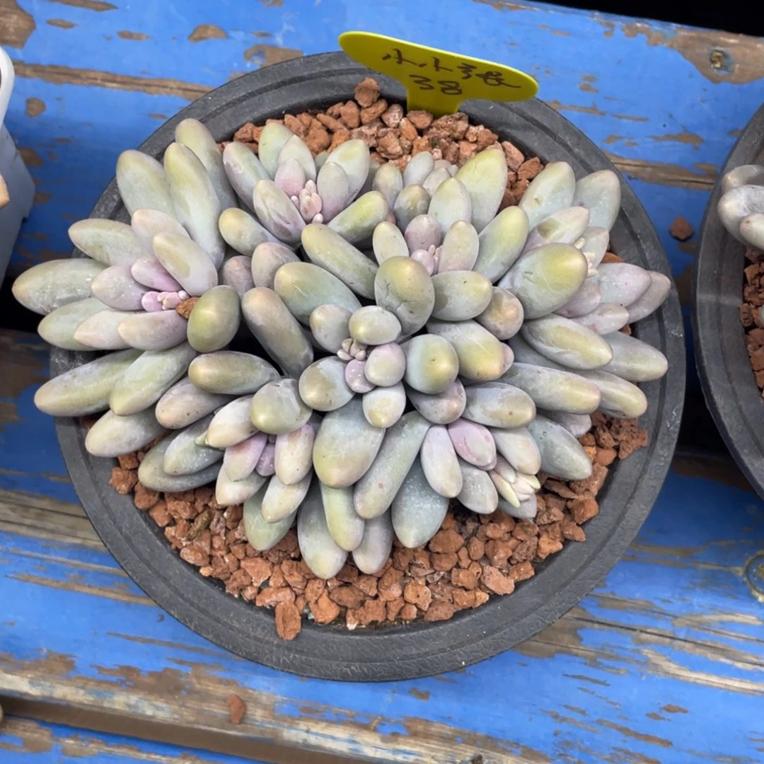 小**张汤圆群生无砍38