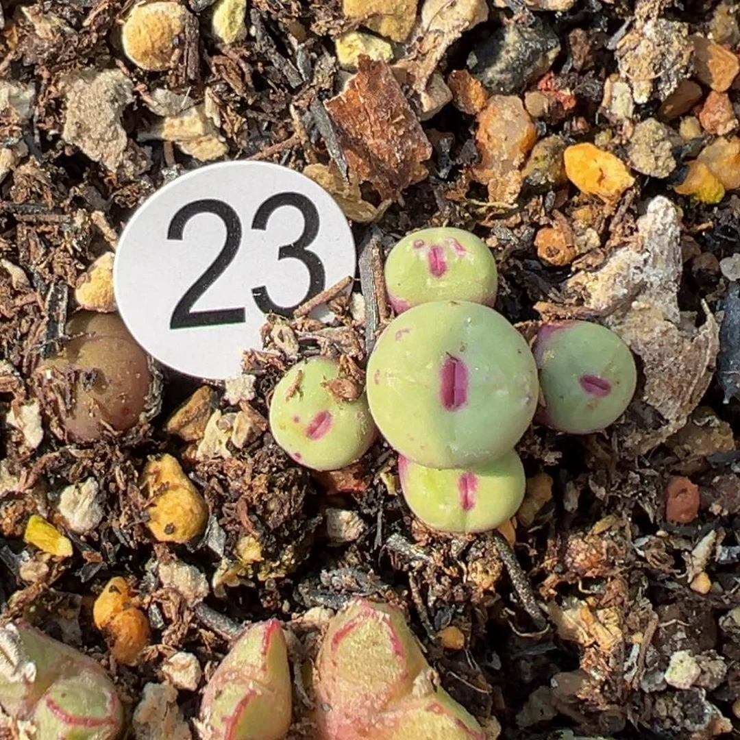 多肉植物111111111111111