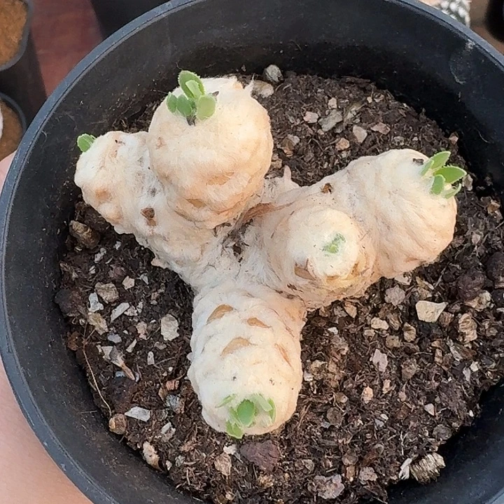 苹***果刨花厚墩菊仙人球12