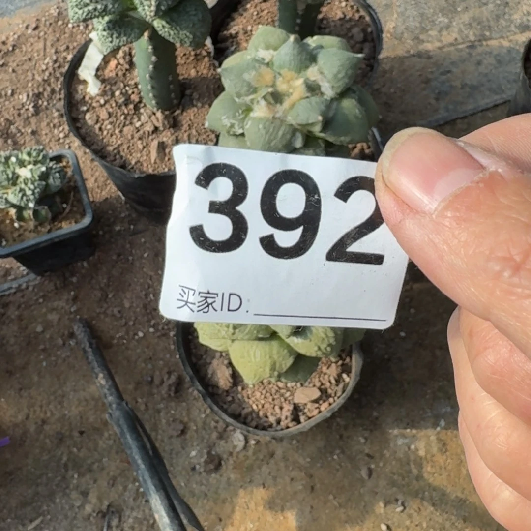 【闪购商品】罗****1392丸尤怒