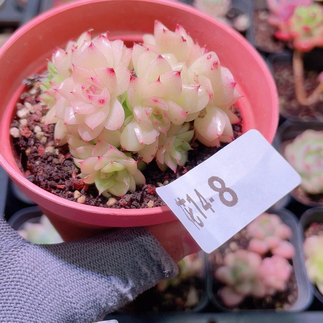 花利美14-8麦秆群