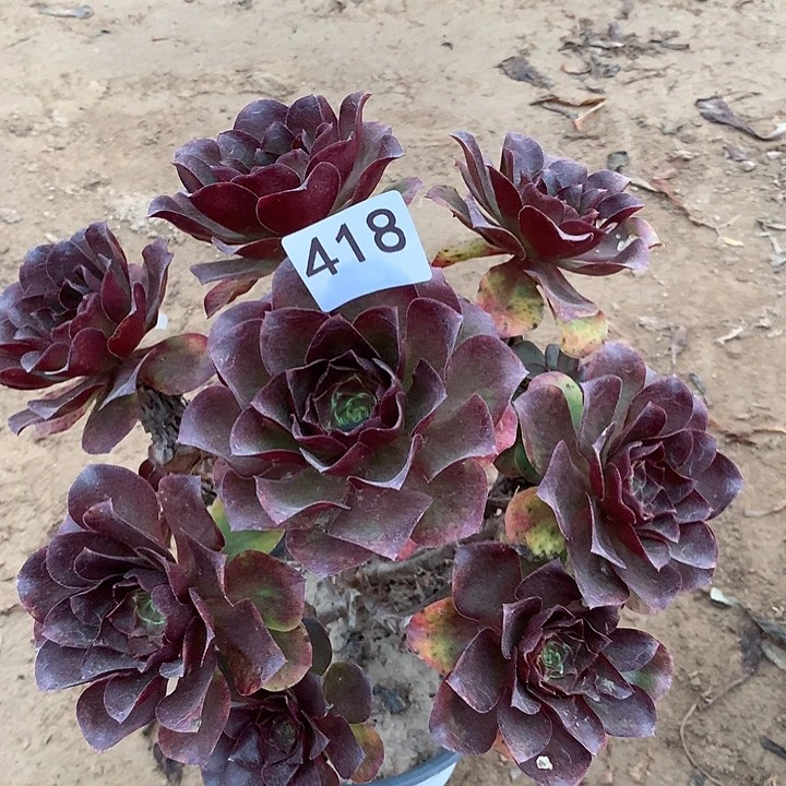 无花朵418魅金有点妖庄南