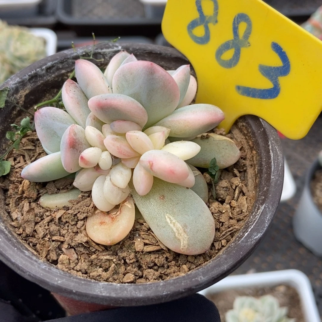 883梦露锦多肉植物保护