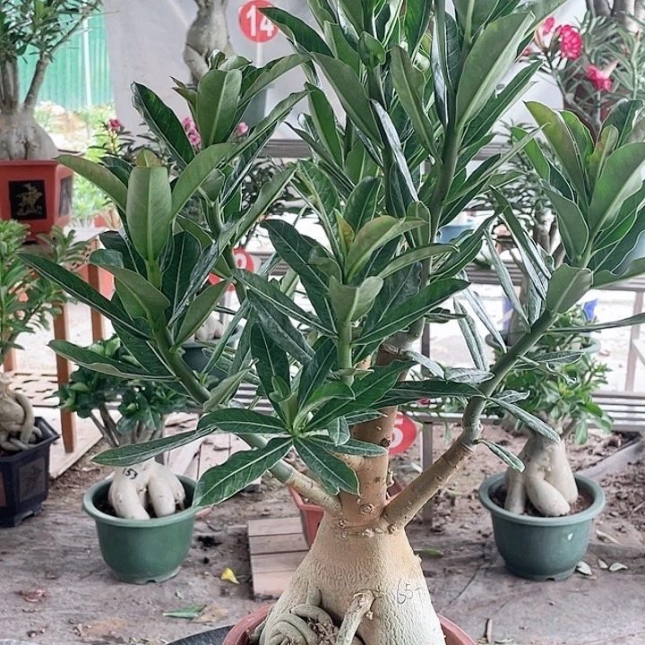 老***藤完全开放沙漠玫瑰