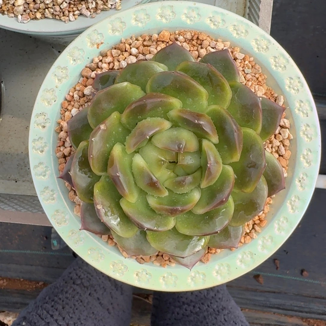 皮耶拉 珍妮 锦 一物一拍