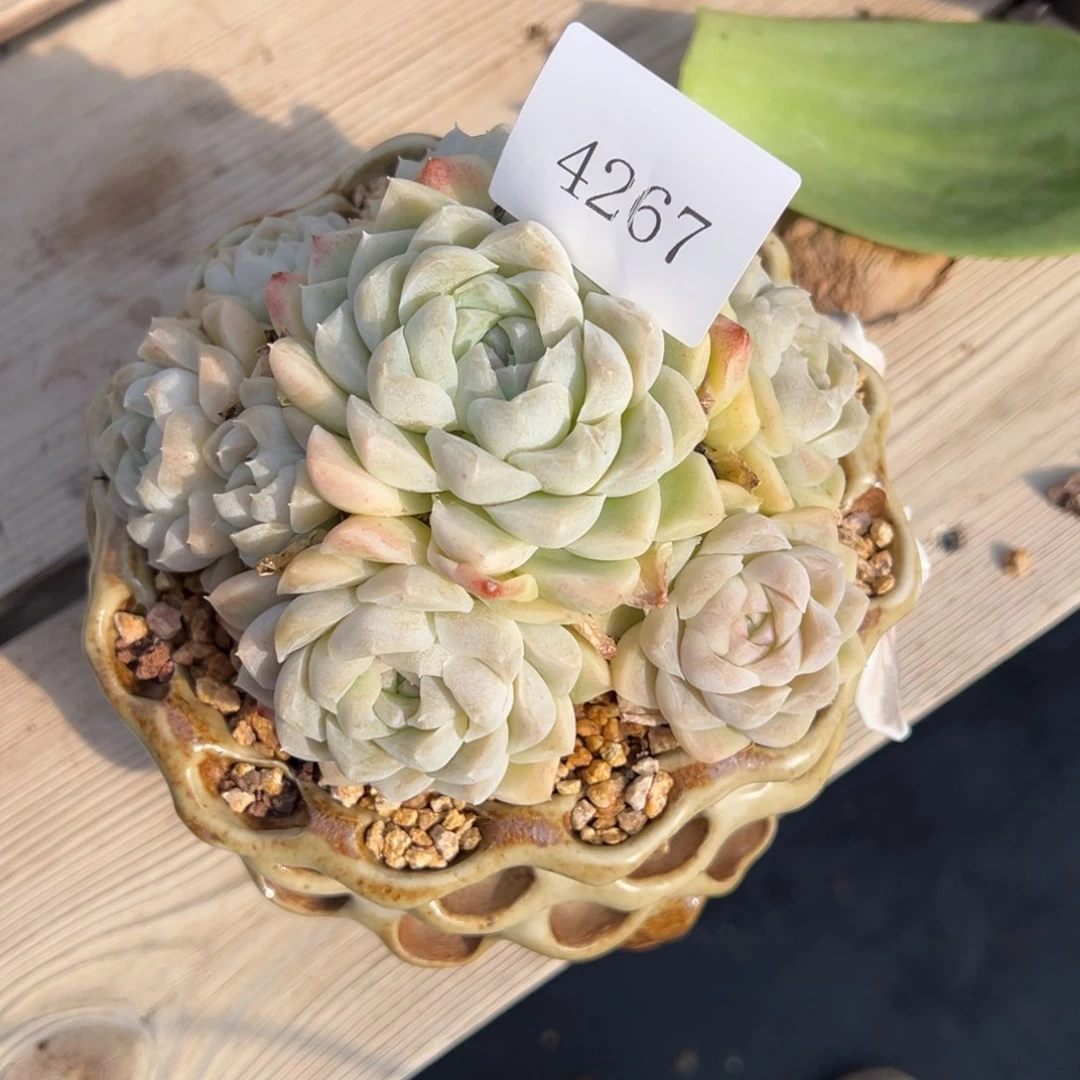 郭**°4267多肉多发发发