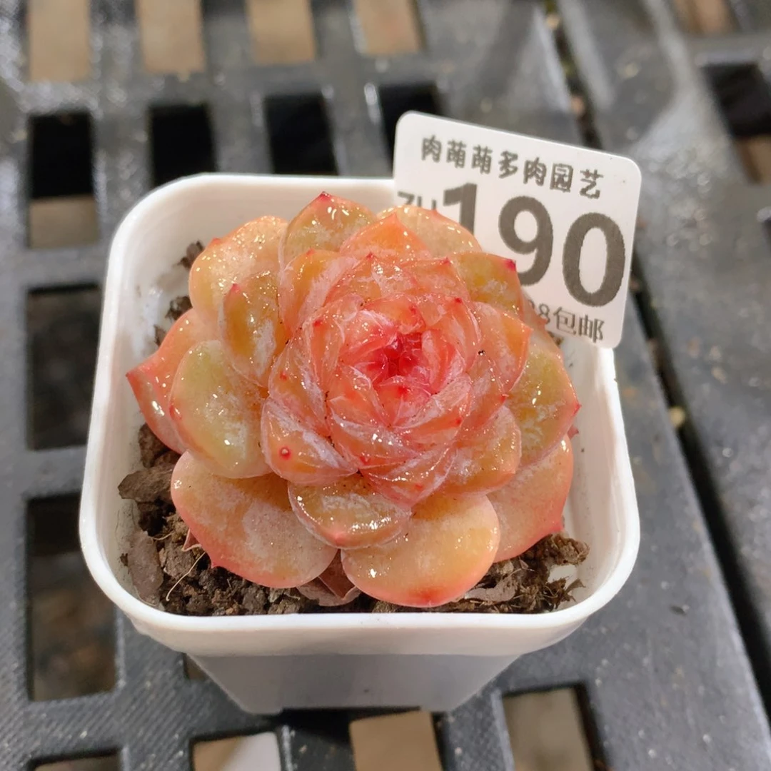 肉萌萌拇指盆精控多肉ZH190