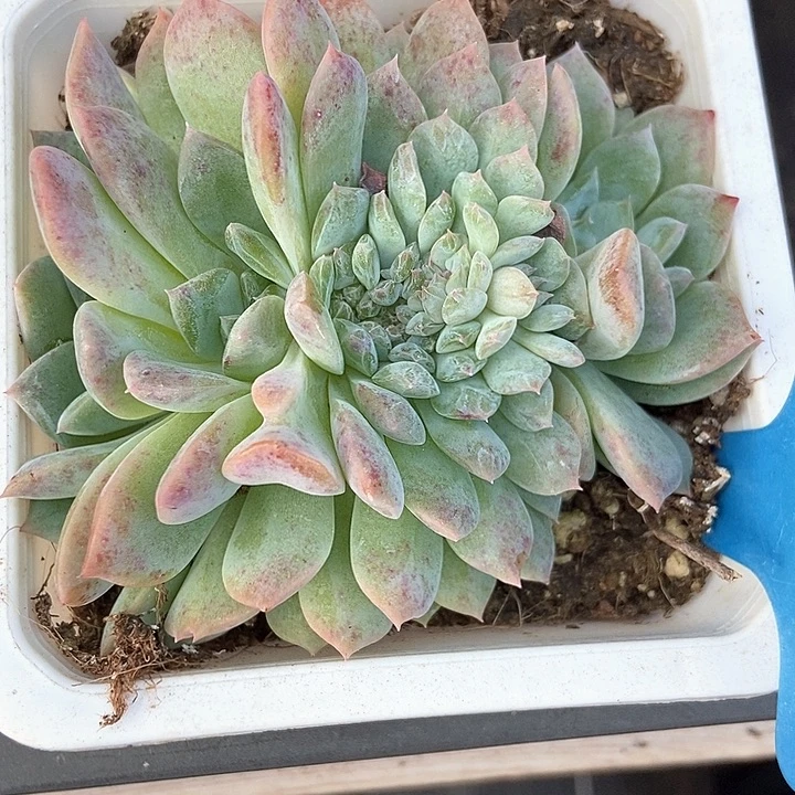 多肉植物冰魄缀2022