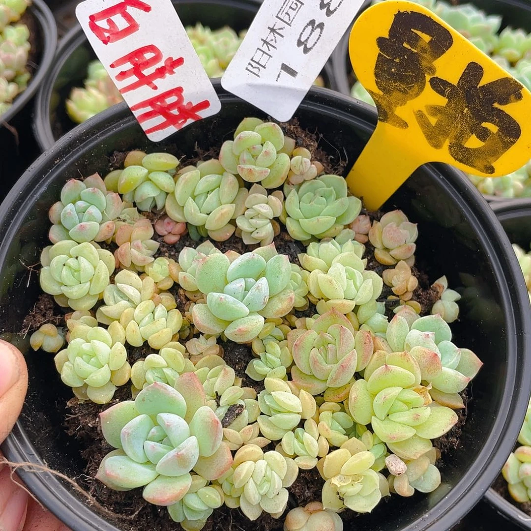 量拍多肉植物多肉植物188