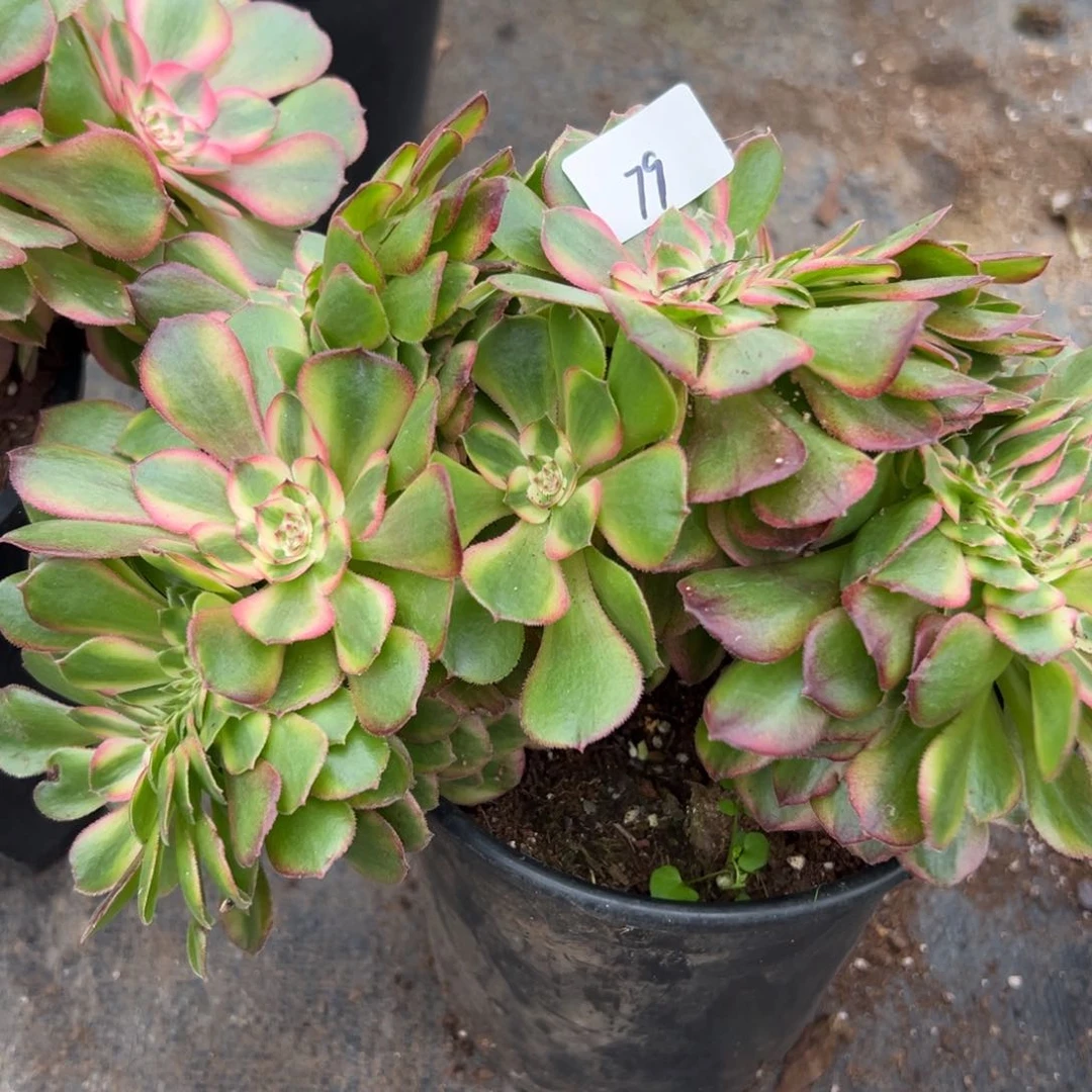79荔枝缀多肉植物系
