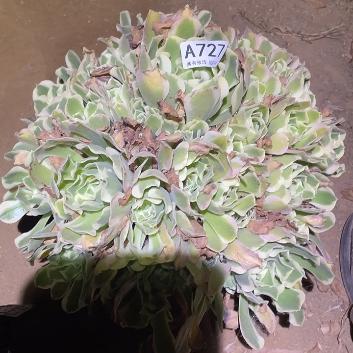 多肉植物法师727白凤