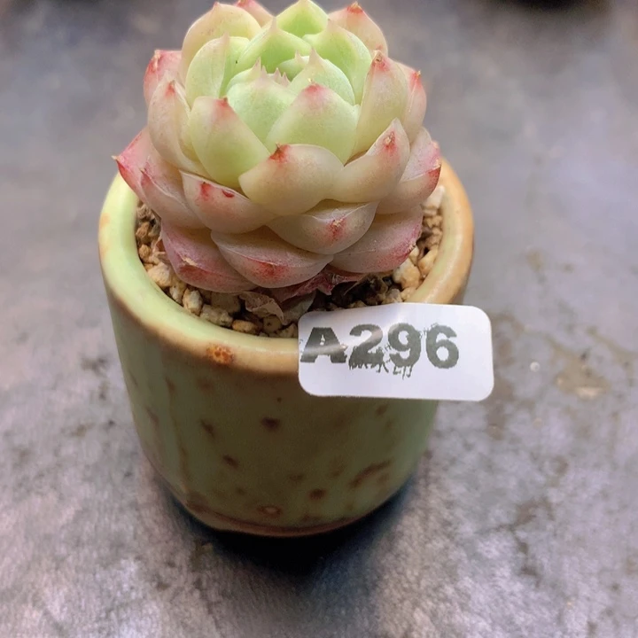 橙****)一物一拍多肉植物A296