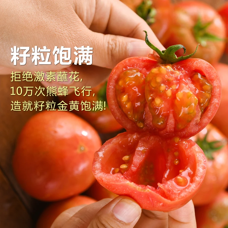 黄金籽西红柿自然成熟水果番茄纯天然草莓新鲜现摘蔬菜生吃