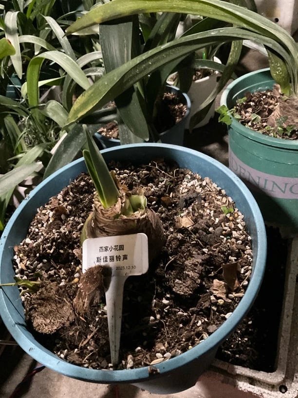 一物一拍朱顶红-斯佳丽铃声7➕已开一剑带花苞包对版不包养护