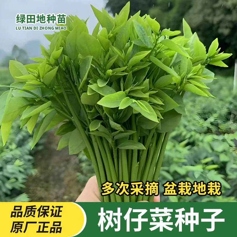 树仔菜种子五指山树菜种子树籽菜野菜越南菜种子四季家庭蔬菜种子