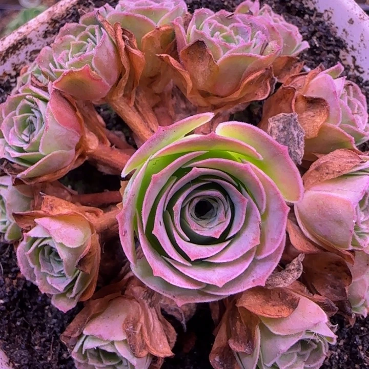 花未央捧花7厘米13434353533