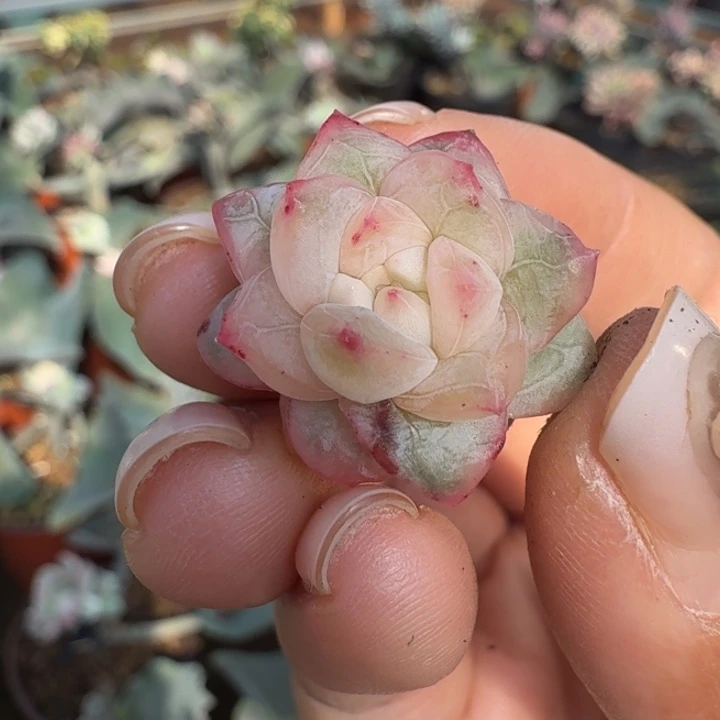冰月亮锦一刻的无根腹轮锦