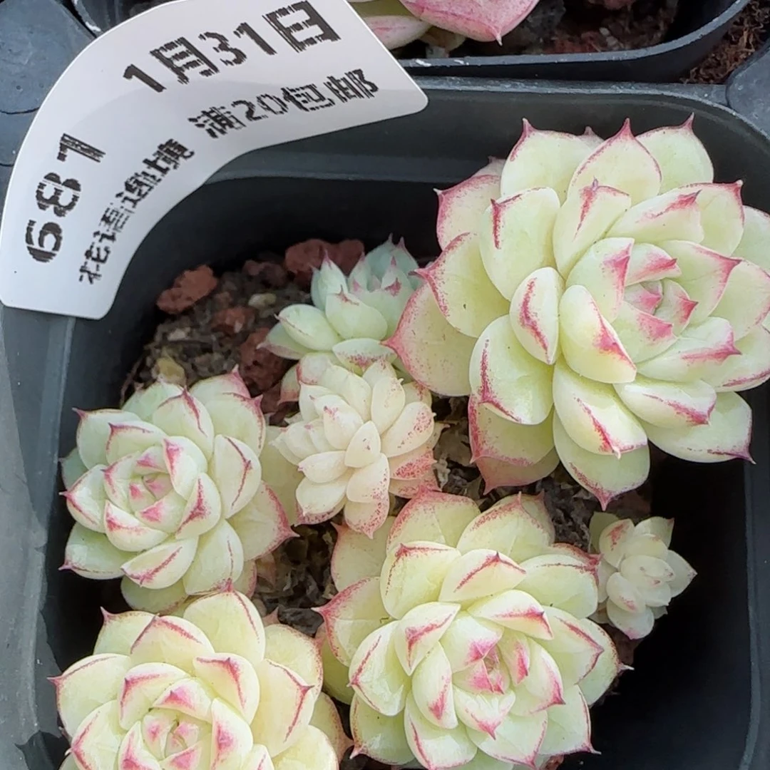 花语逸镜0131-681