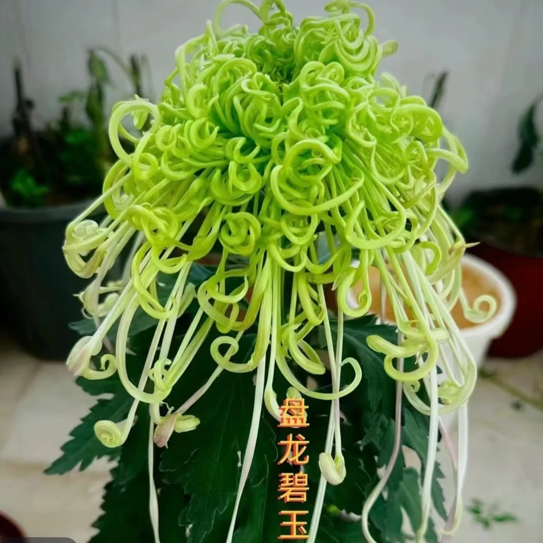 九月菊［盘龙碧玉］大花富贵菊，盆栽绿植室内好养活