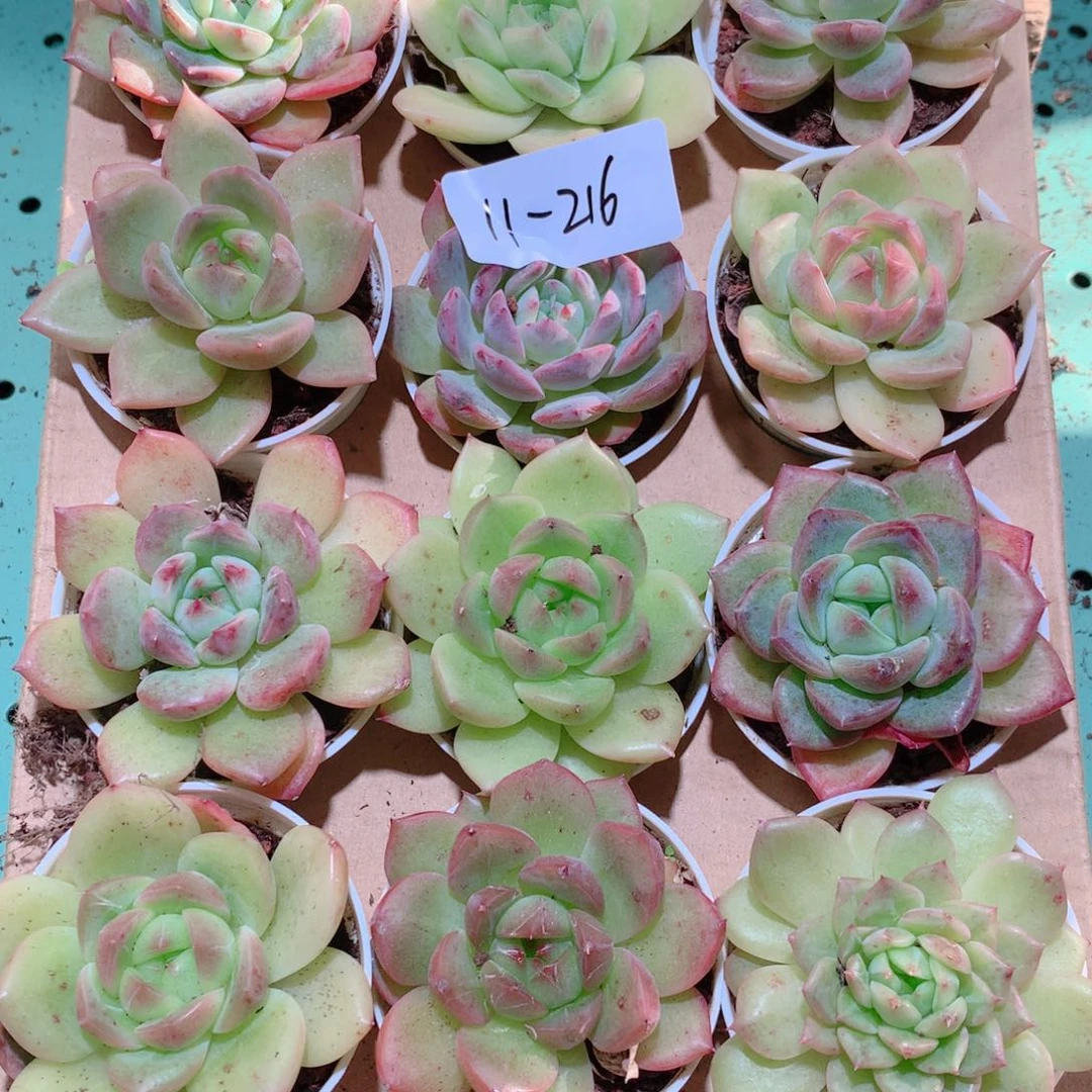 11-216一物一拍多肉带盆18颗