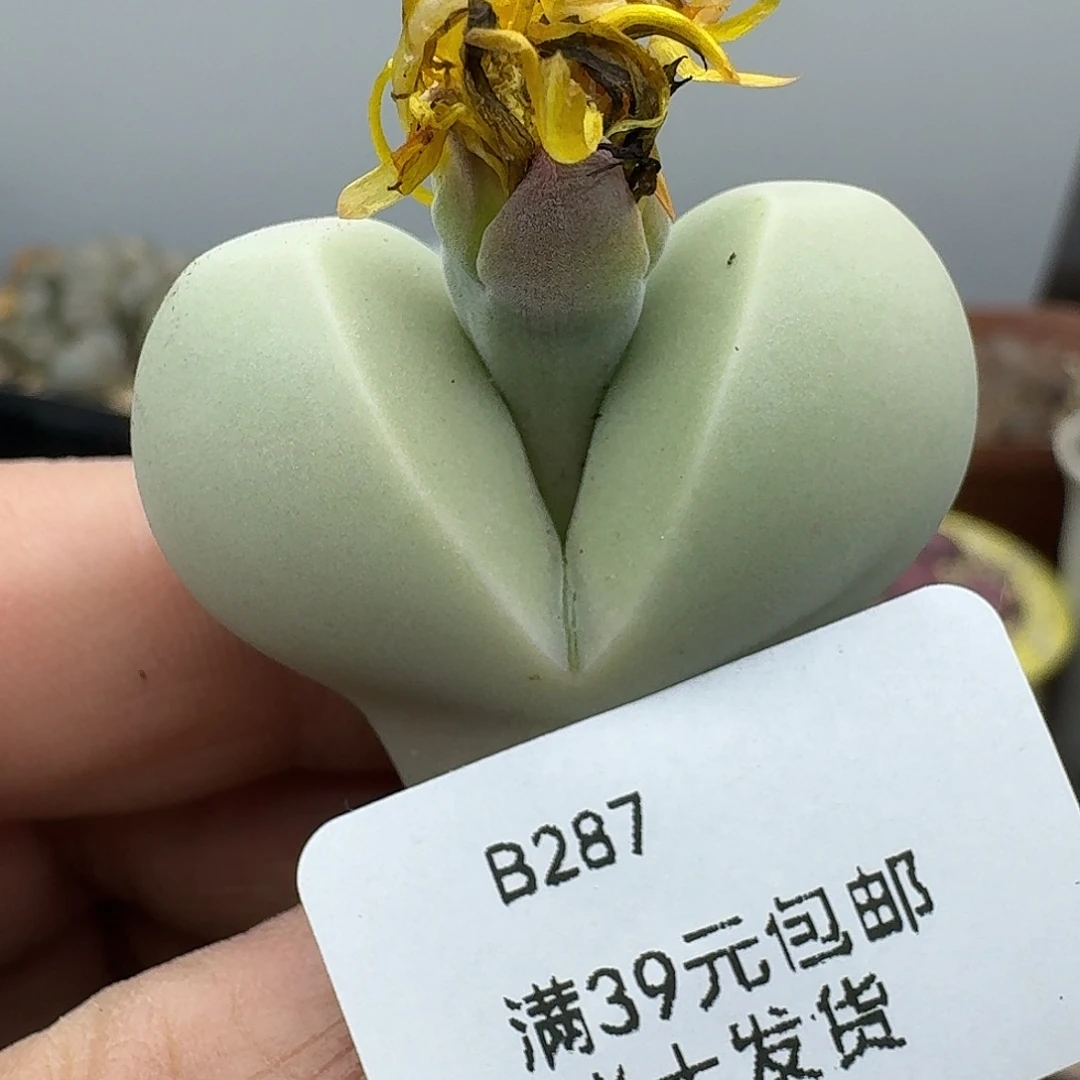 287多肉哈哈哈哈哈哈哈