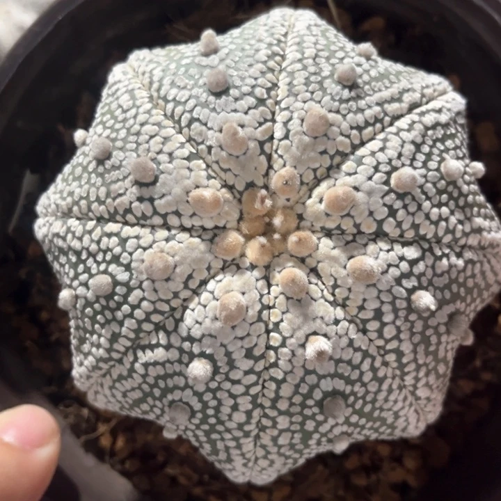 精品实生兜一物一拍8.9cm