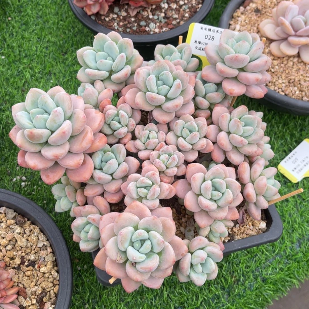 黄*骞28红洛神群生冠幅20