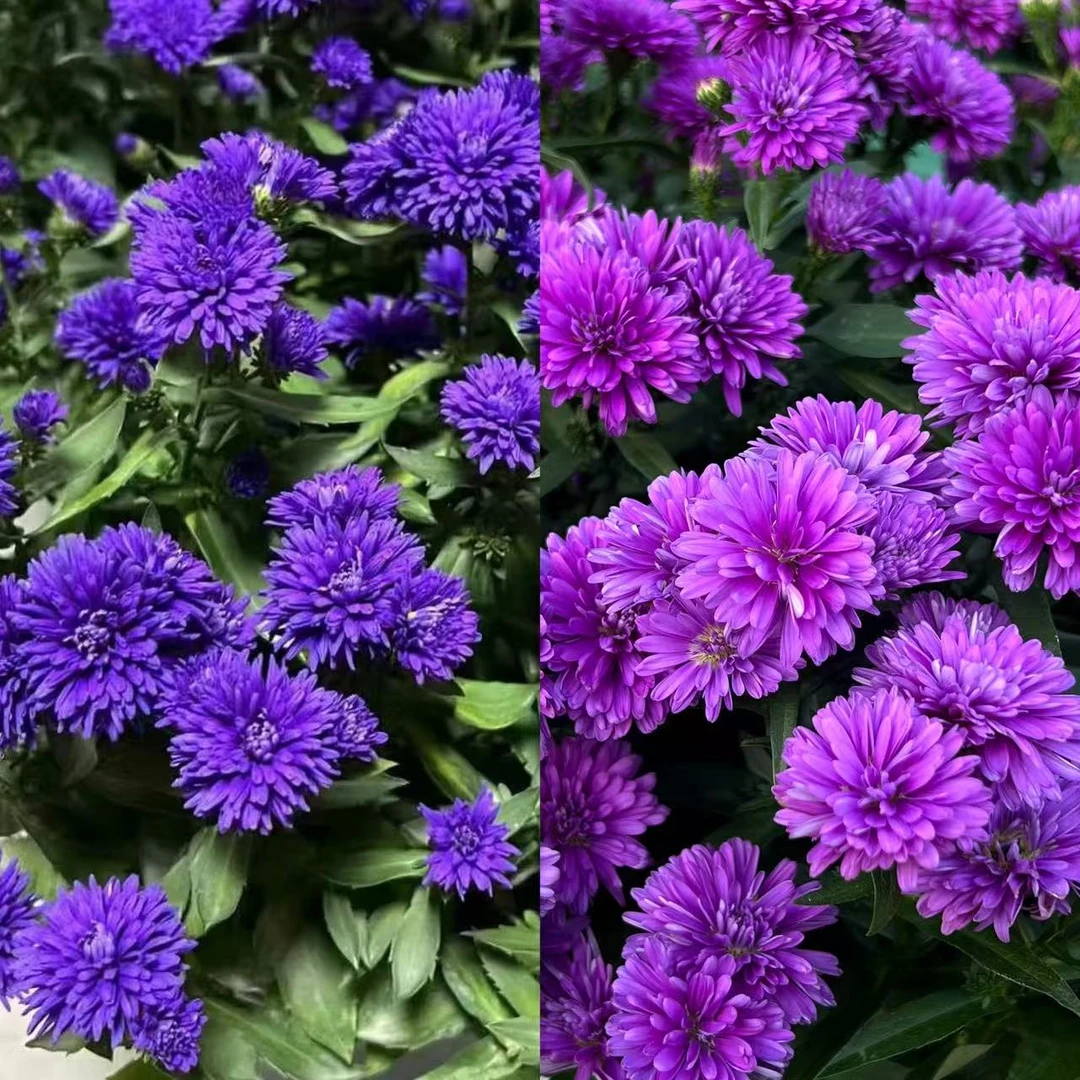 【花艺匠雷哥专属】紫菀翠菊【颜色选拍】丛生盆栽花卉花强新手易养护