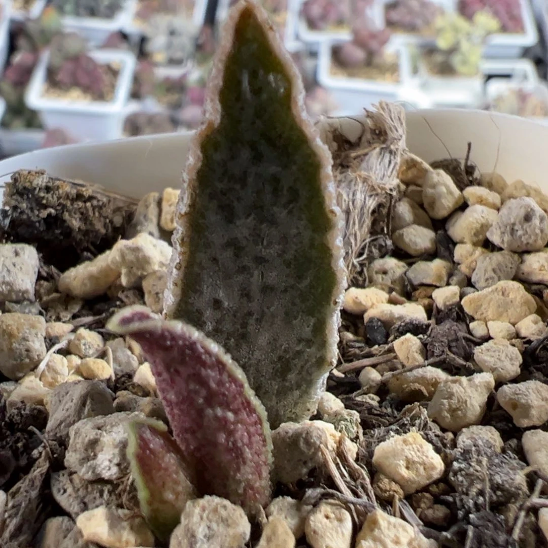 酒红猪肝大苗多肉植物水泡